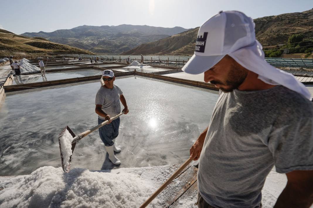 Erzincan'da Hasadı 10 Ay Boyunca Devam Ediyor! Ağır Metal Barındırmadığı İçin Sağlıklı Bulunuyor 5